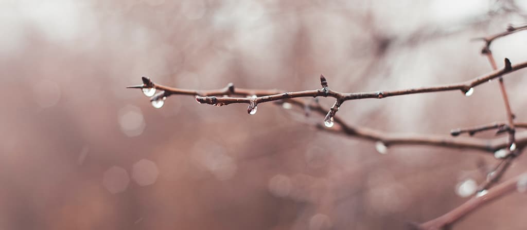 Des gouttes de pluie tombent d'une branche d'arbre