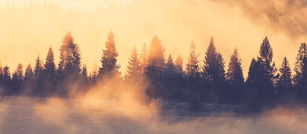La brume s'élève d'une forêt après un orage