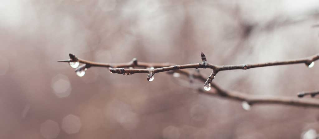 Des gouttes de pluie s’écoulent d’une branche d’arbre