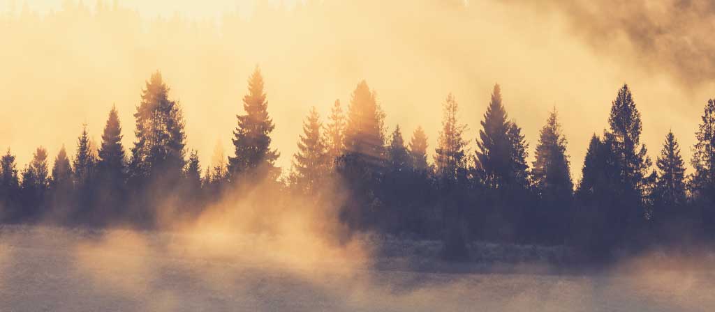 La brume s’élève d’une forêt après la fin d’une tempête de pluie
